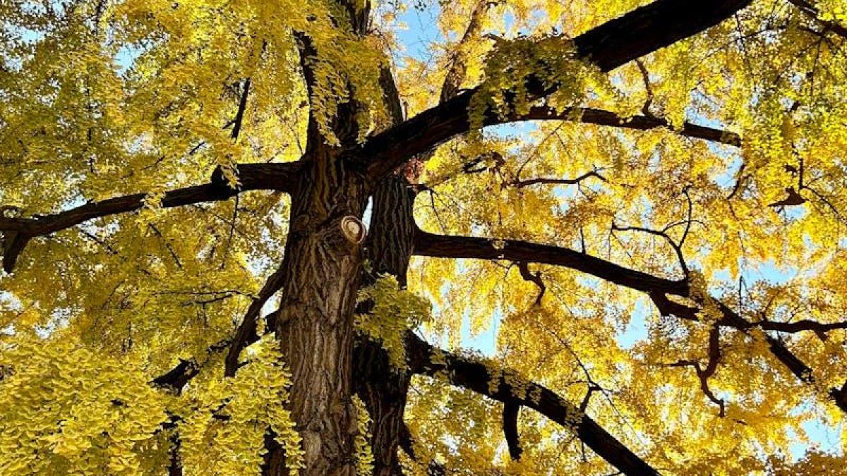 Photos gratuites de arbre branches d arbre contre plongeev4cx2f